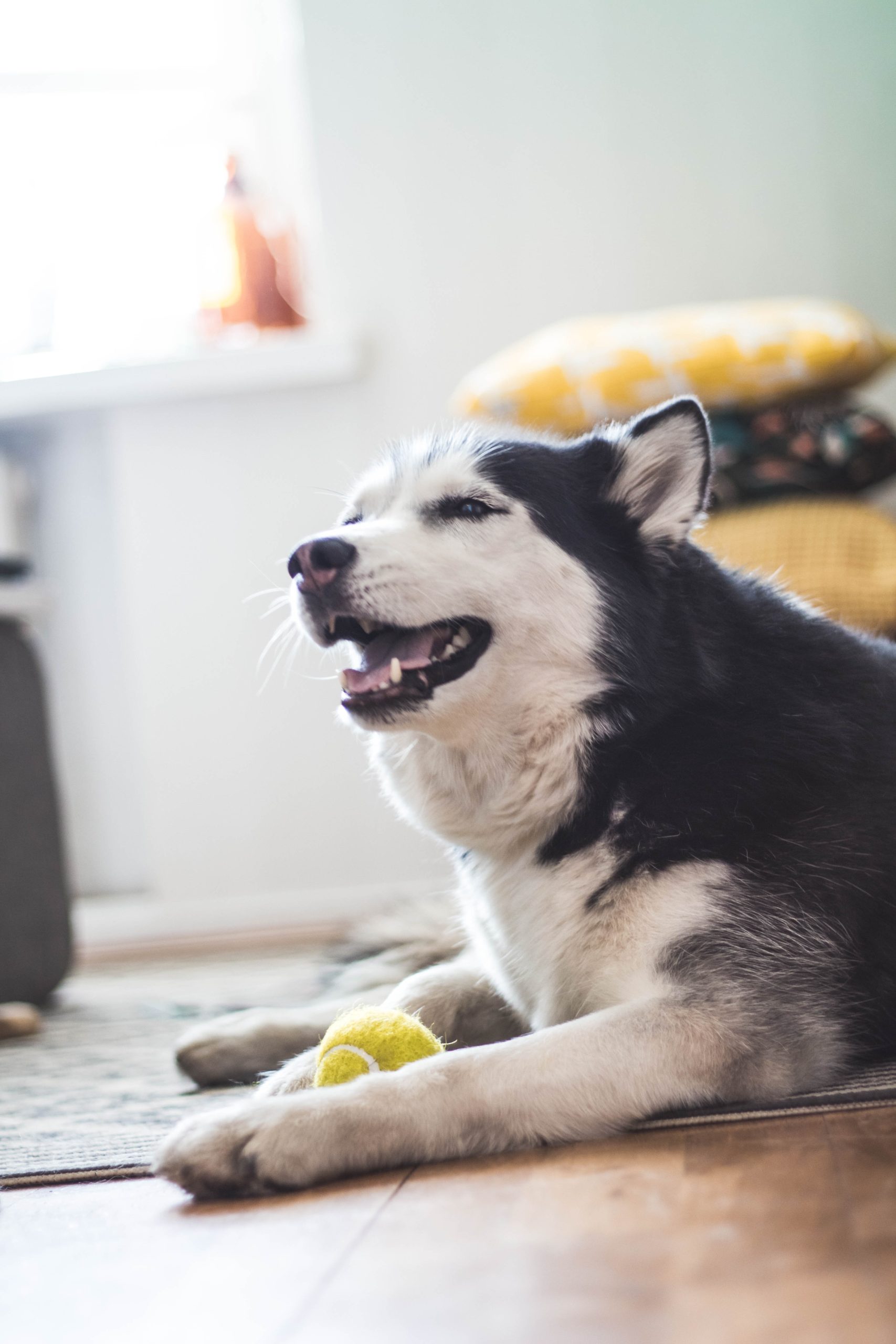 One dog, two tennis balls…