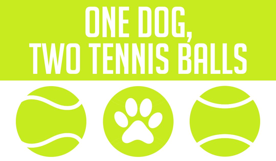 One dog, two tennis balls…