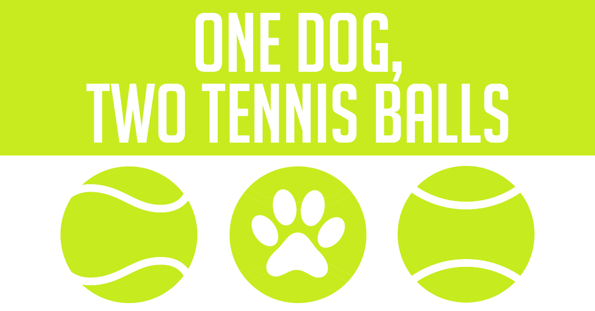 one dog, two tennis balls